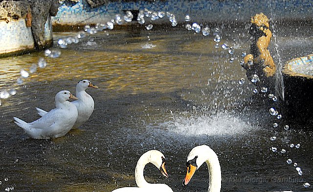 _GA05236.JPG - cigni