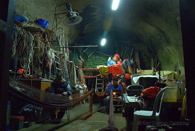 _GA20417.jpg - scilla